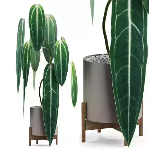 Plants collection 531 3D model