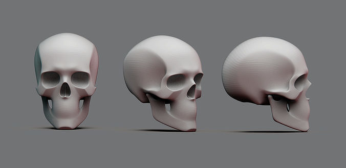 Skull Proportions and Key Landmarks 3D model