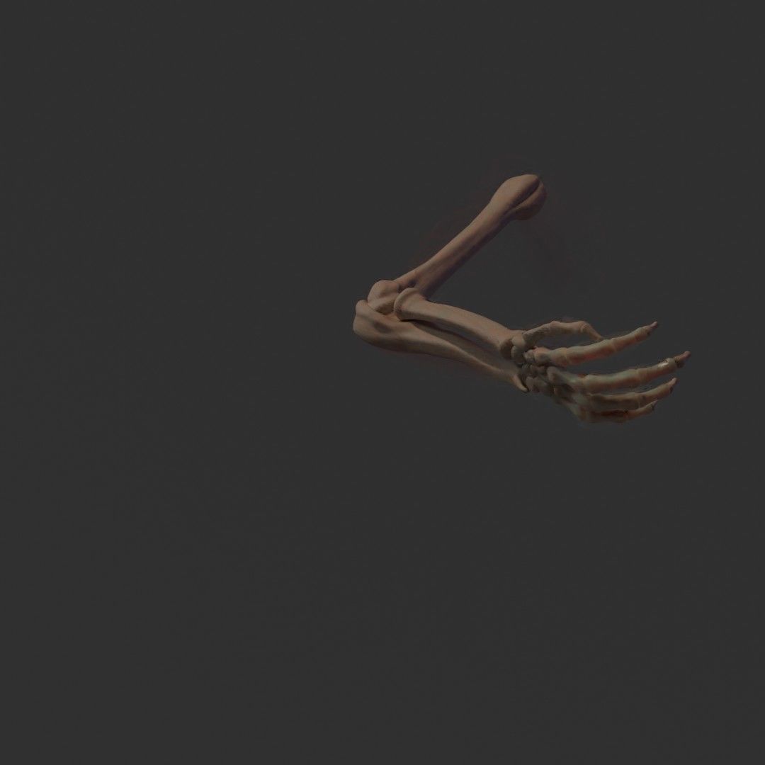 Anatomy of the Arm 3D model_2