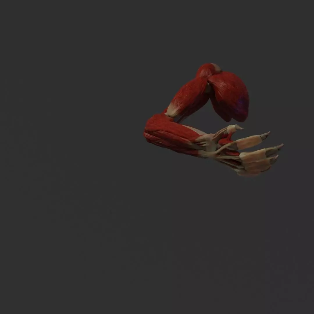 Anatomy of the Arm 3D model_0