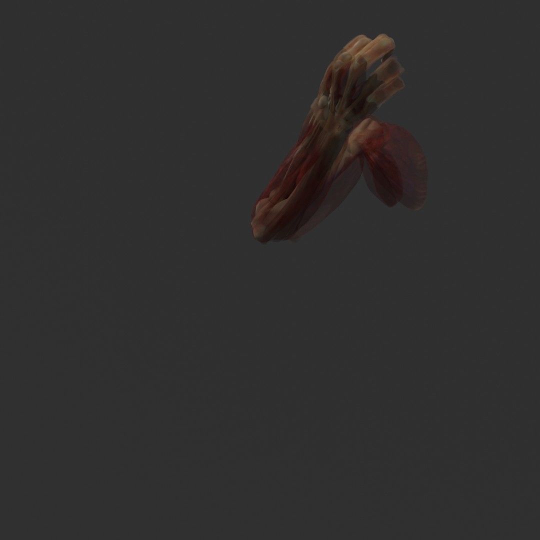 Anatomy of the Arm 3D model_3