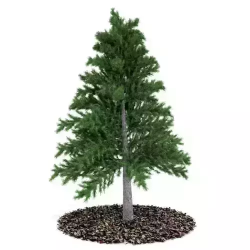 Evergreen Pine Tree