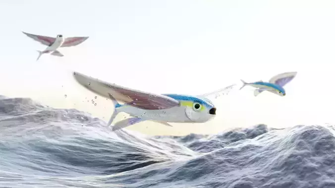 Flying Fish - Clean Mesh Low Poly