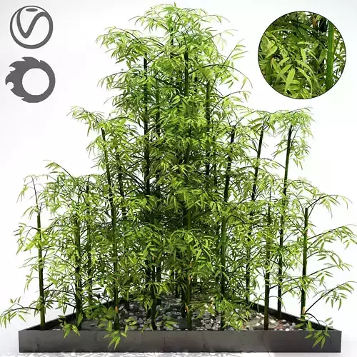 Bamboo Tree Plan Pot