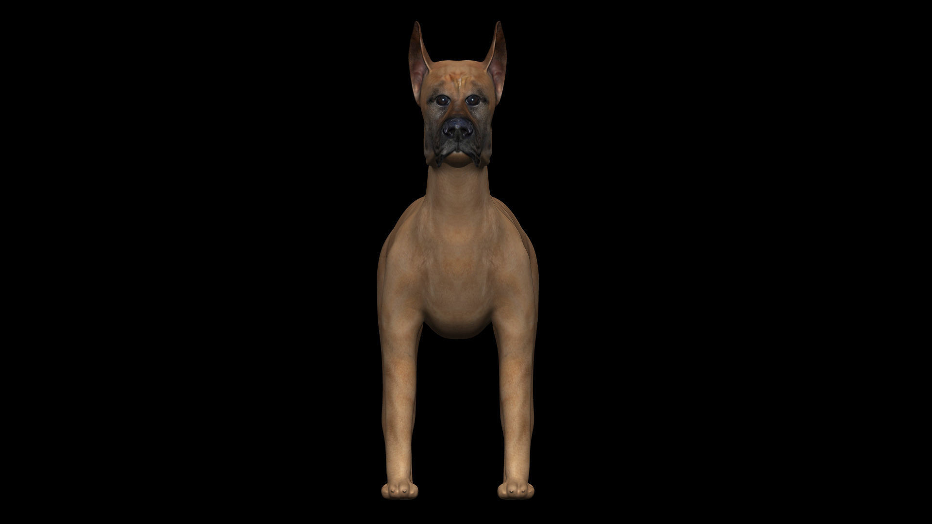 Great Dane Dog Low-poly 3D model_4