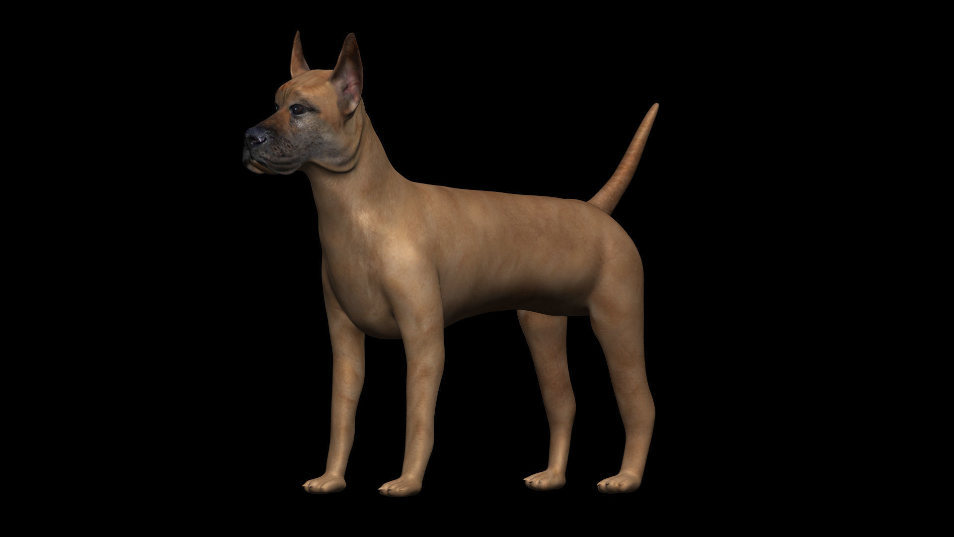 Great Dane Dog Low-poly 3D model_5