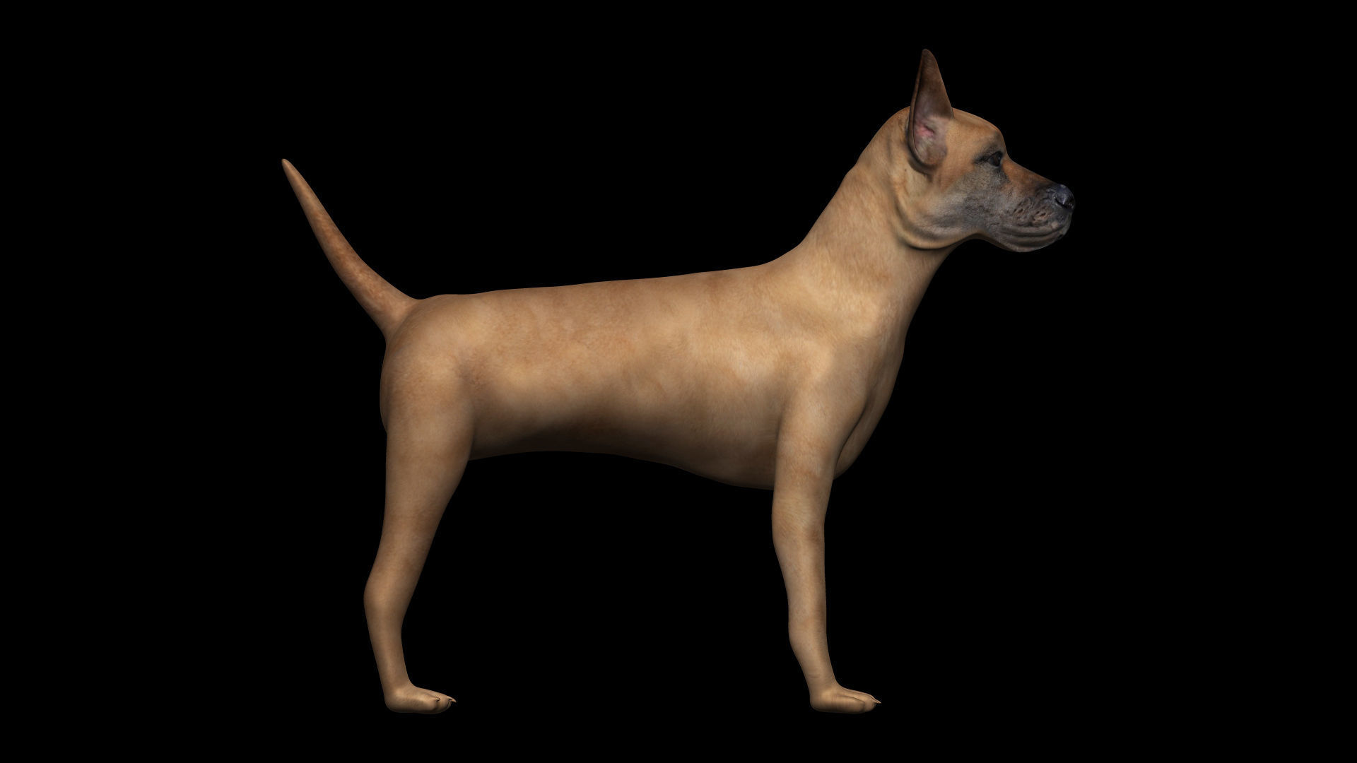 Great Dane Dog Low-poly 3D model_1