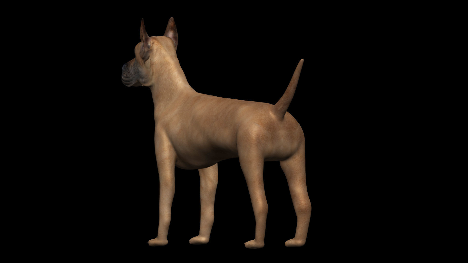 Great Dane Dog Low-poly 3D model_2