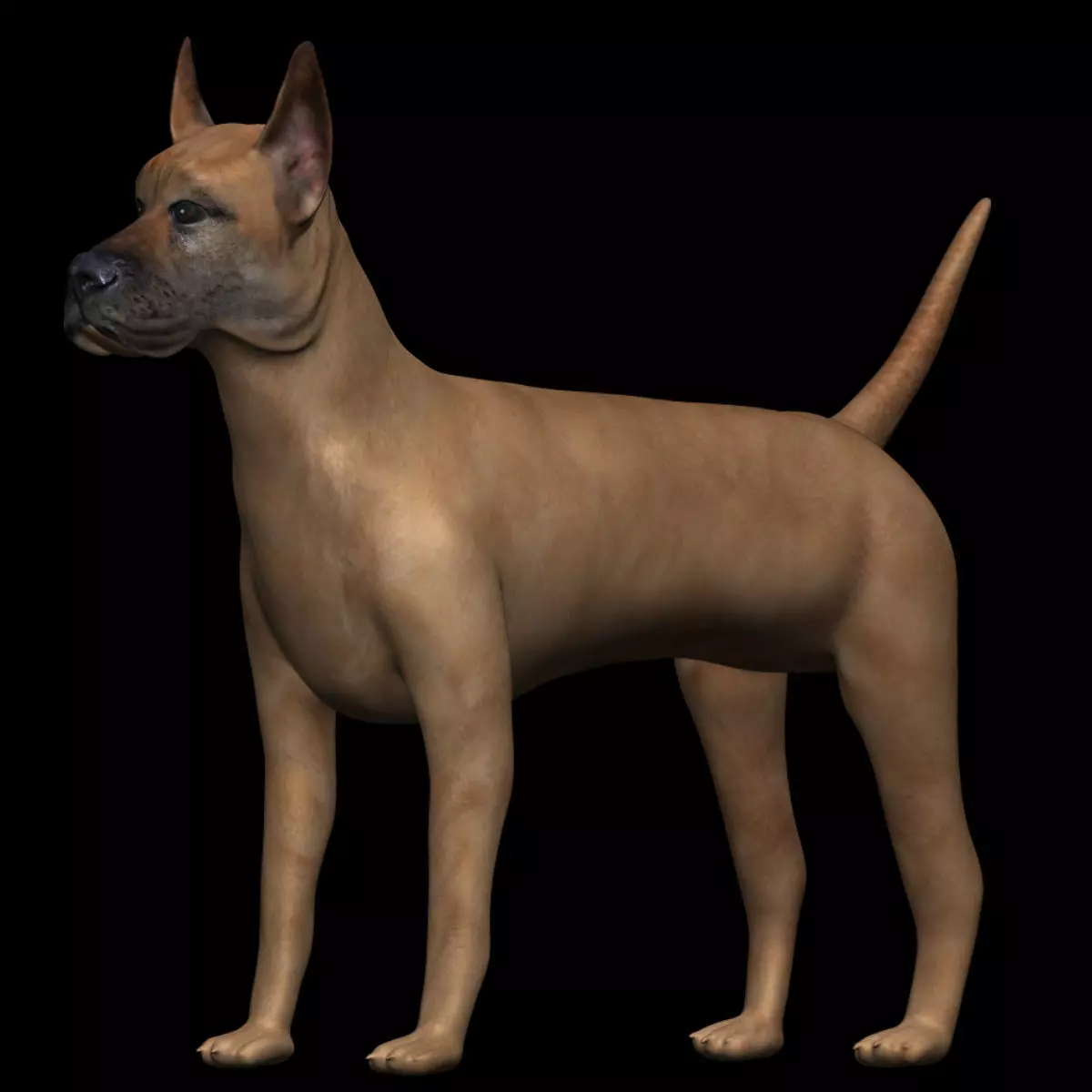 Great Dane Dog Low-poly 3D model_0