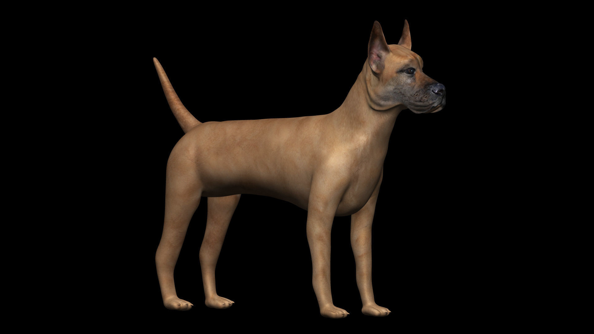 Great Dane Dog Low-poly 3D model_3