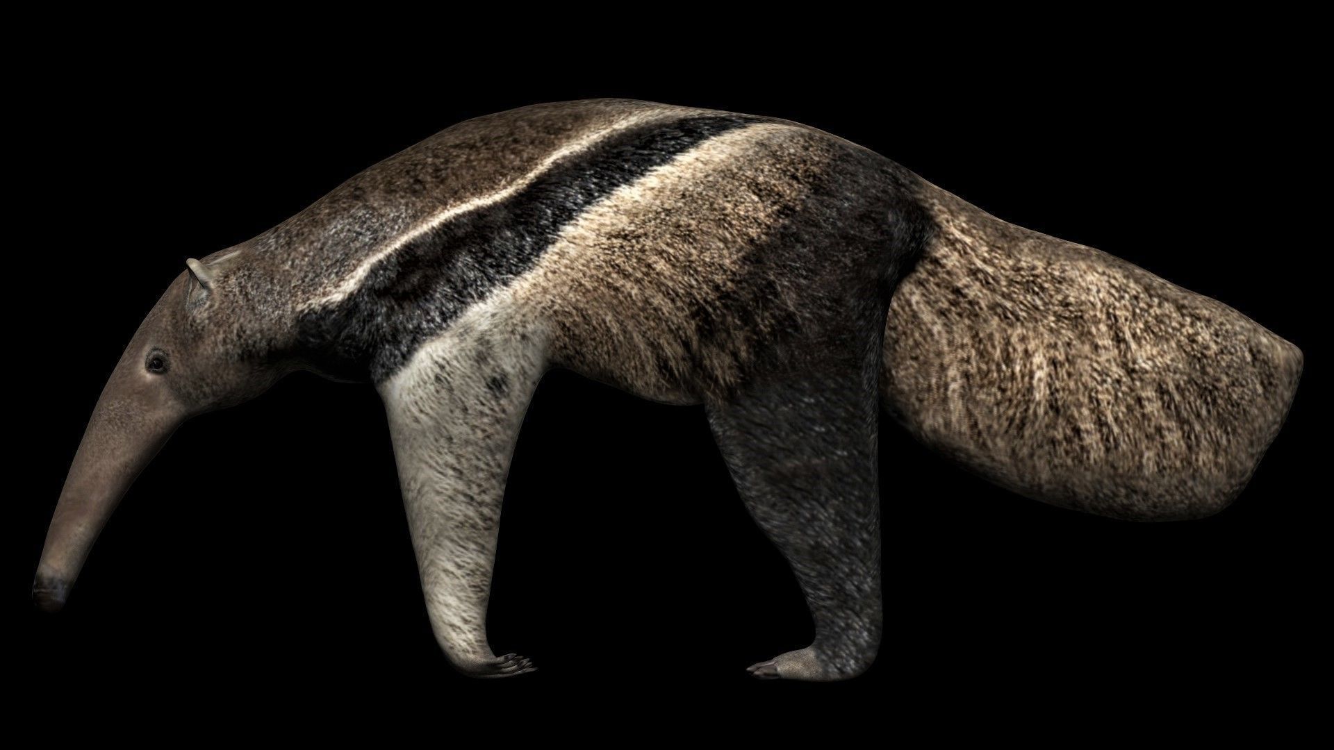 Anteater ant eater Low-poly 3D model_5