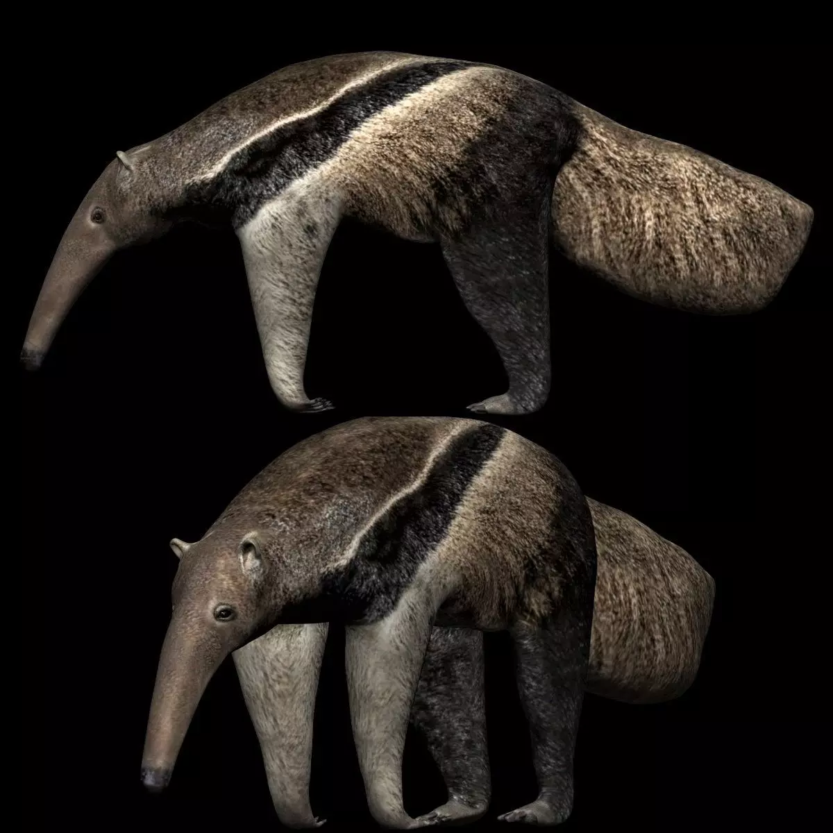 Anteater ant eater Low-poly 3D model_0