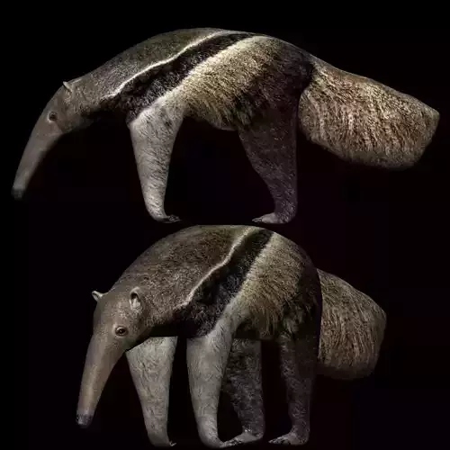 Anteater ant eater Low-poly 3D model