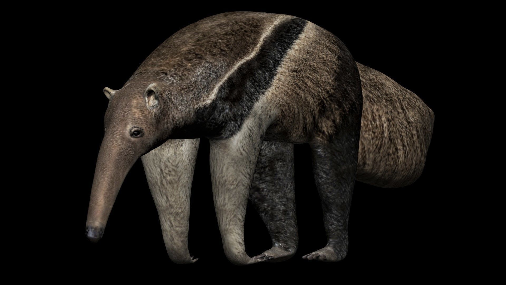 Anteater ant eater Low-poly 3D model_1