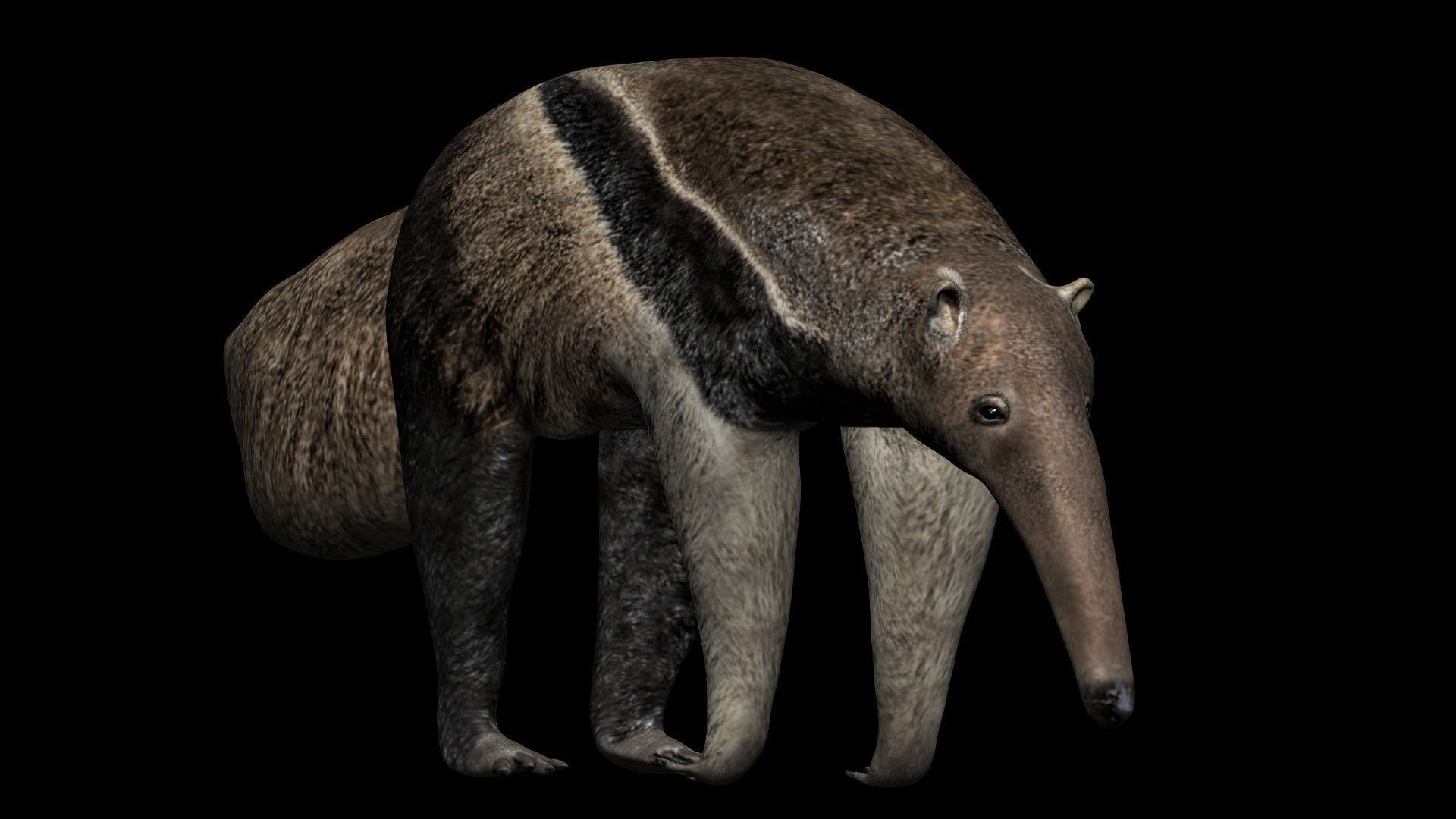 Anteater ant eater Low-poly 3D model_2