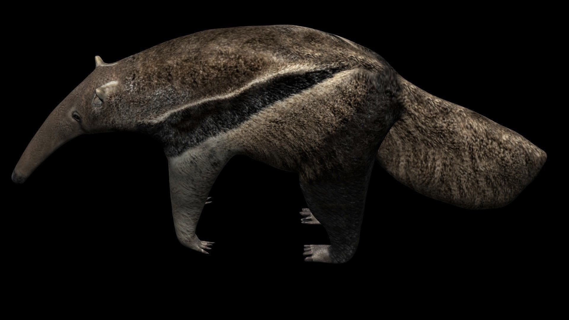 Anteater ant eater Low-poly 3D model_4