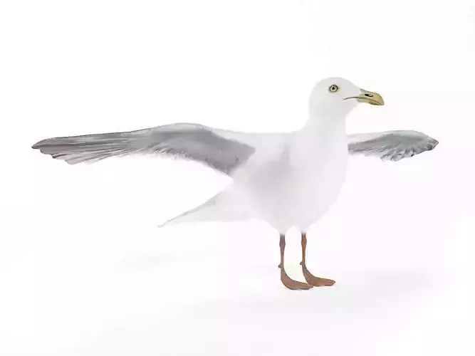 White Seagull Bird 3D model