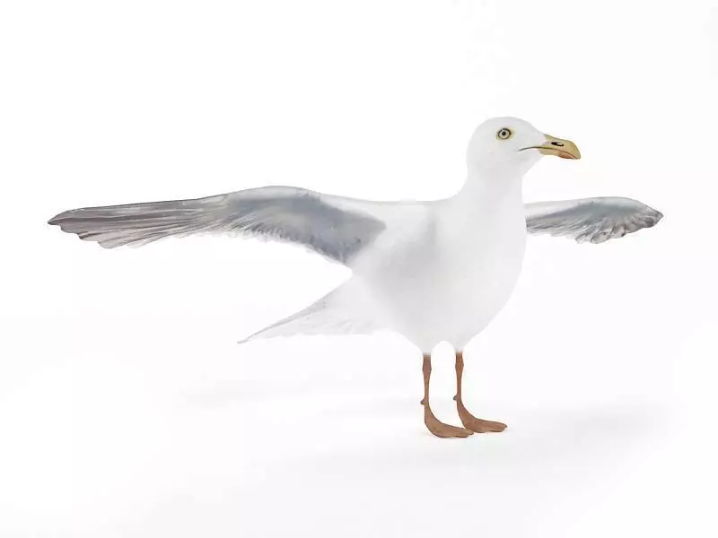 White Seagull Bird 3D model_0