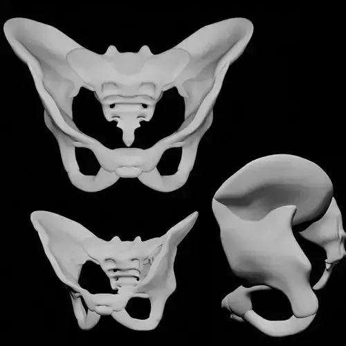Human Pelvis 