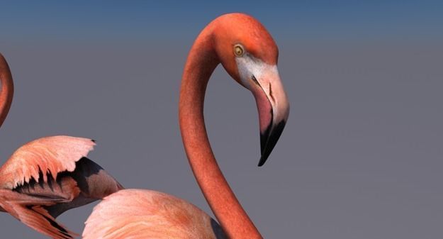 Flamingo animated Low-poly 3D model_4