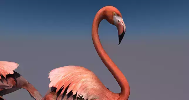 Flamingo animated Low-poly 3D model