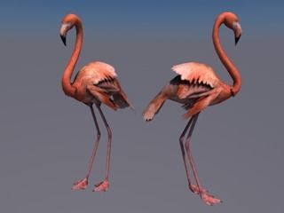 Flamingo animated Low-poly 3D model_3
