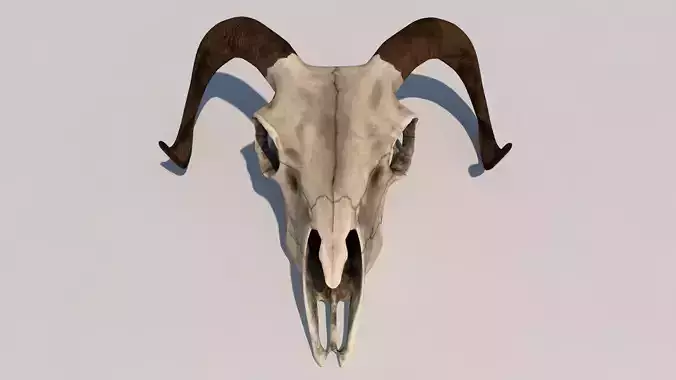 ram skull 3D model