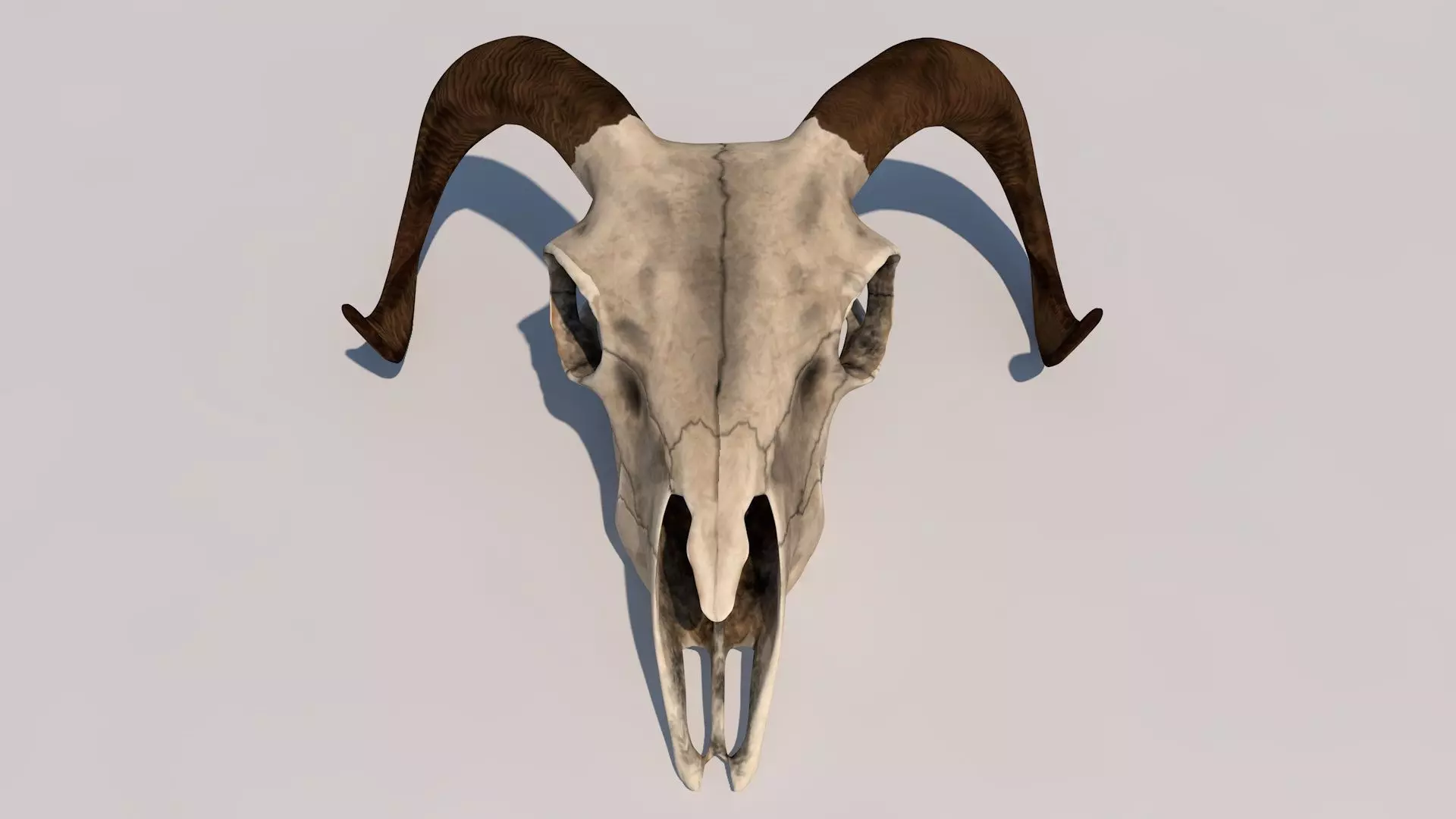 ram skull 3D model