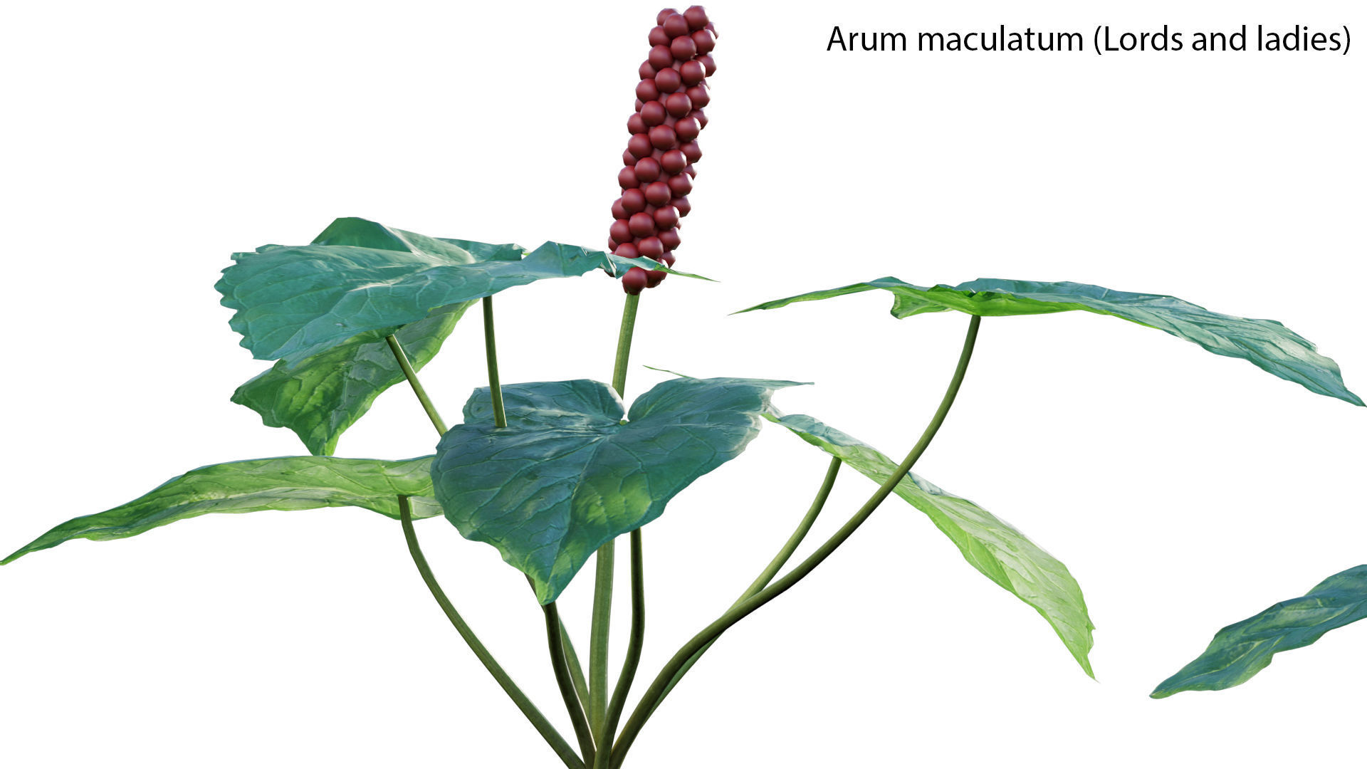 Bundle 14 -The Savills and David Harber Garden 3D model_12