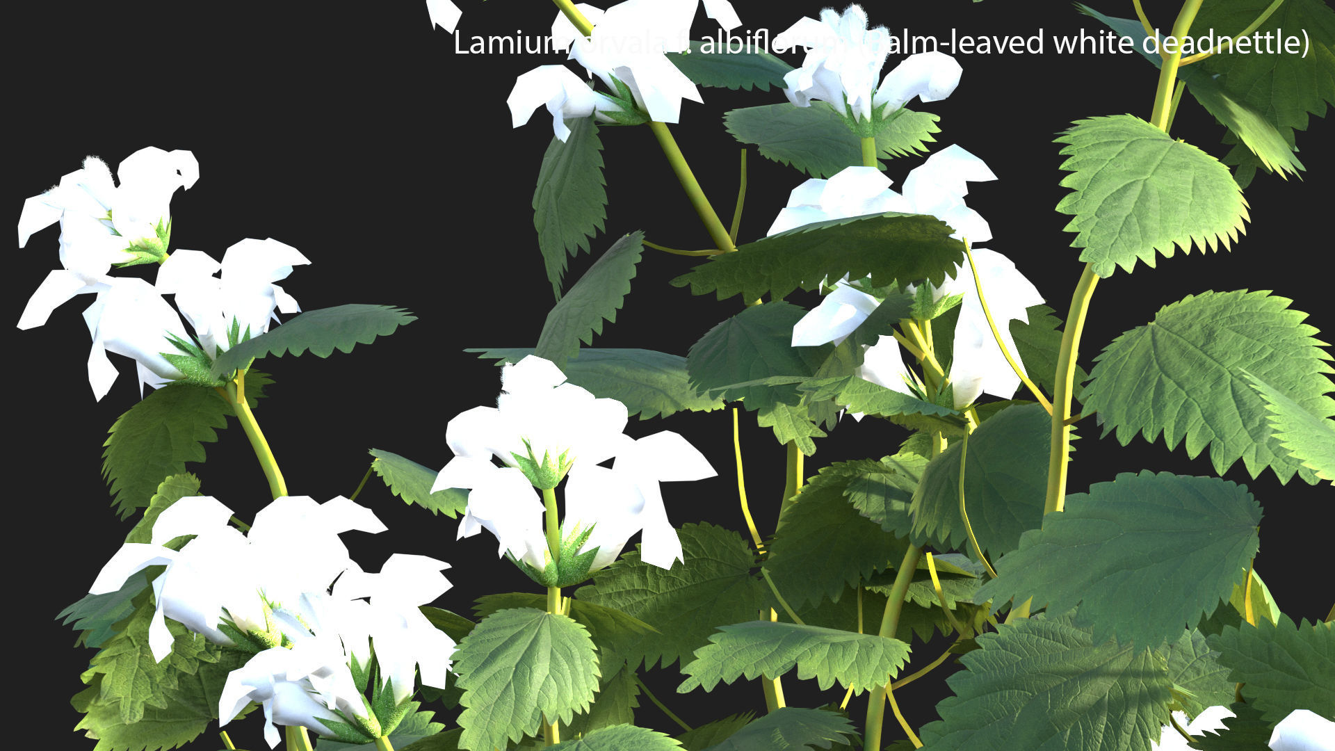 Bundle 14 -The Savills and David Harber Garden 3D model_29