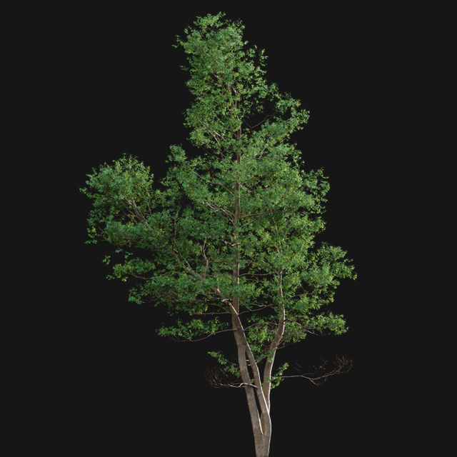 Bundle 14 -The Savills and David Harber Garden 3D model_54