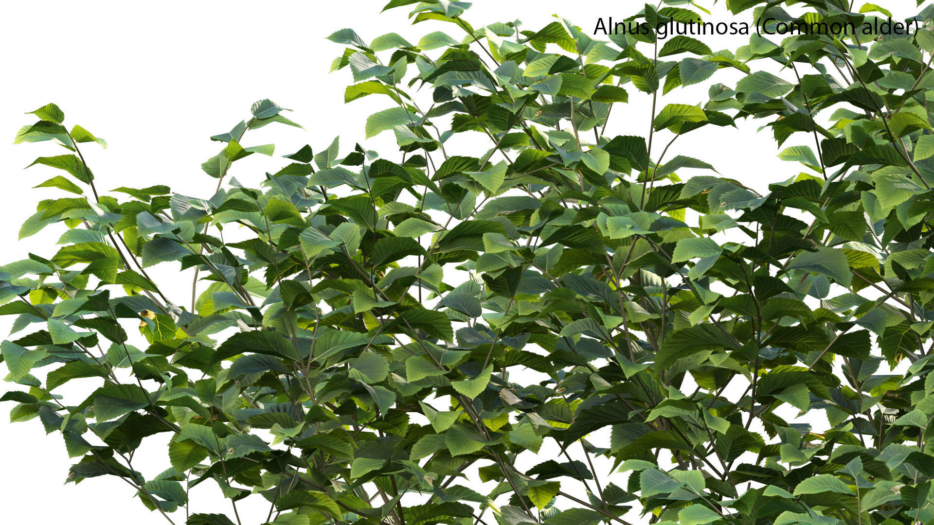 Bundle 14 -The Savills and David Harber Garden 3D model_22