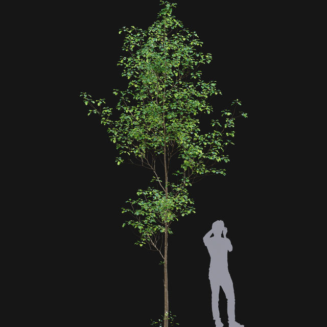 Bundle 14 -The Savills and David Harber Garden 3D model_39