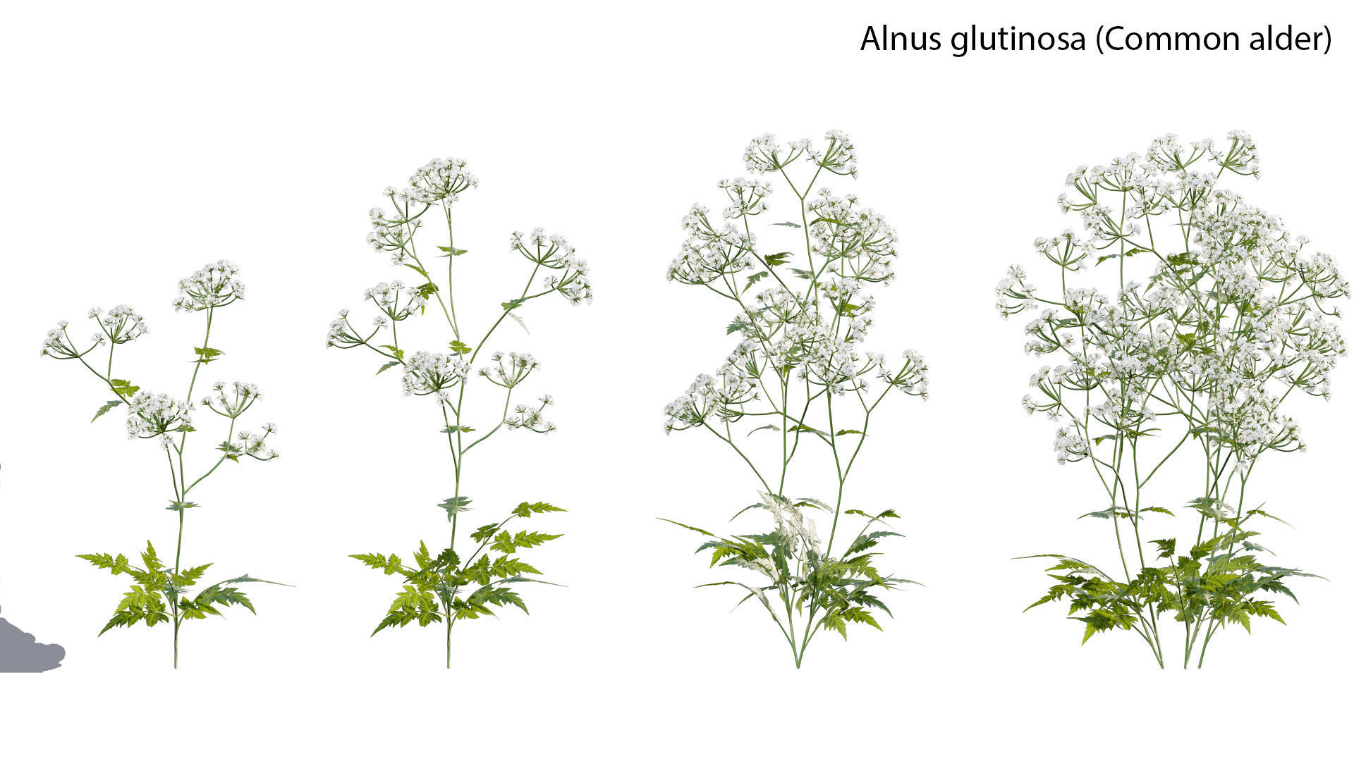 Bundle 14 -The Savills and David Harber Garden 3D model_8