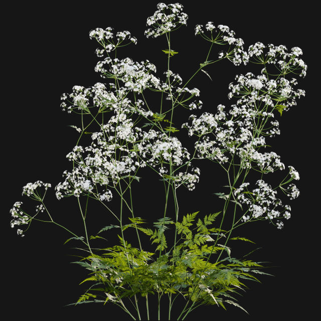 Bundle 14 -The Savills and David Harber Garden 3D model_47