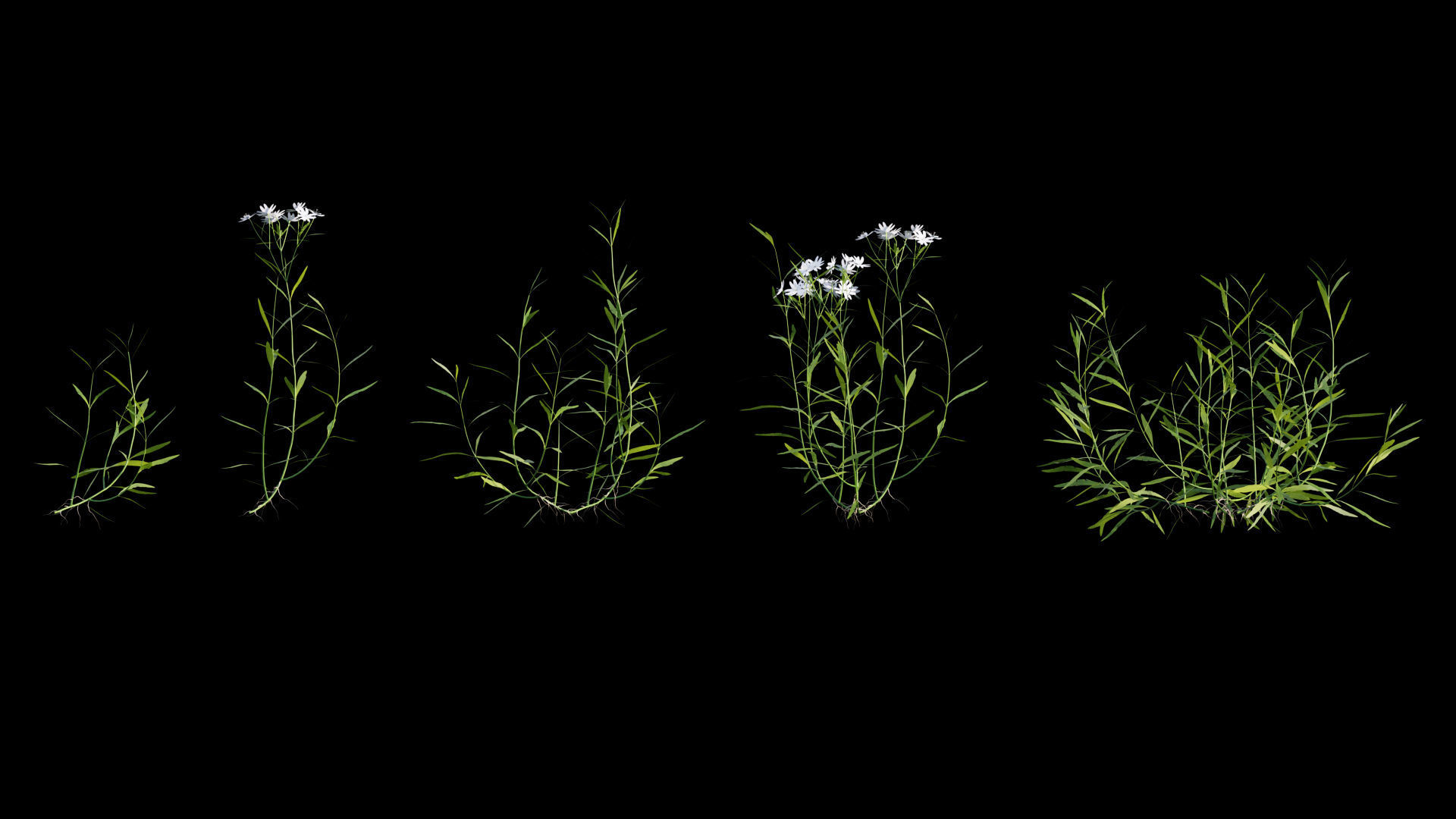 Bundle 14 -The Savills and David Harber Garden 3D model_35