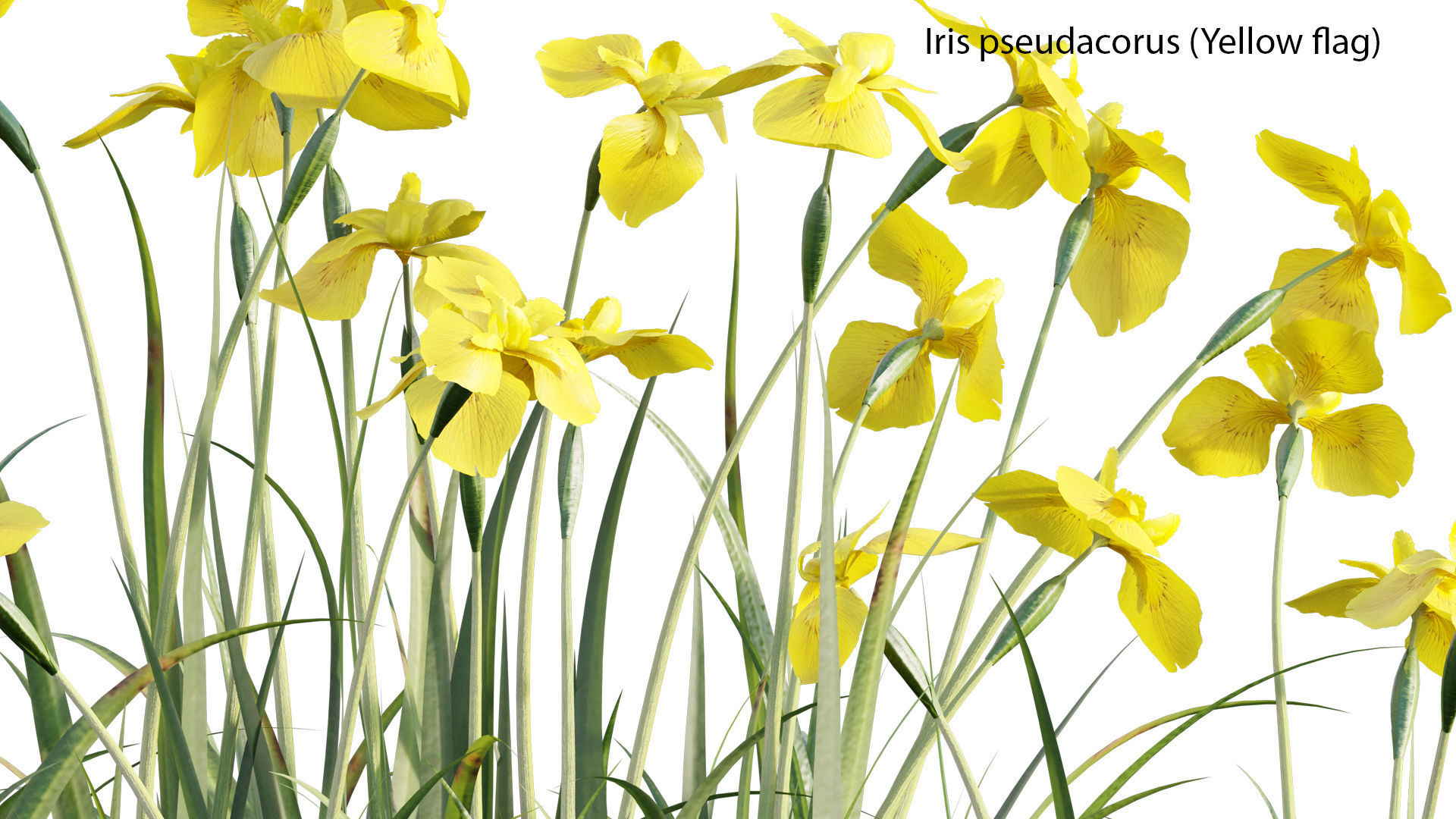 Bundle 14 -The Savills and David Harber Garden 3D model_26