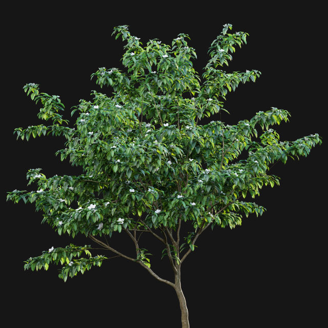 Bundle 14 -The Savills and David Harber Garden 3D model_102