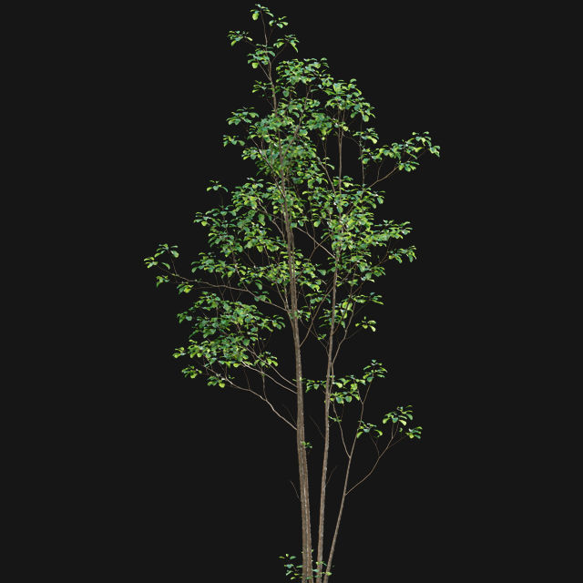 Bundle 14 -The Savills and David Harber Garden 3D model_37