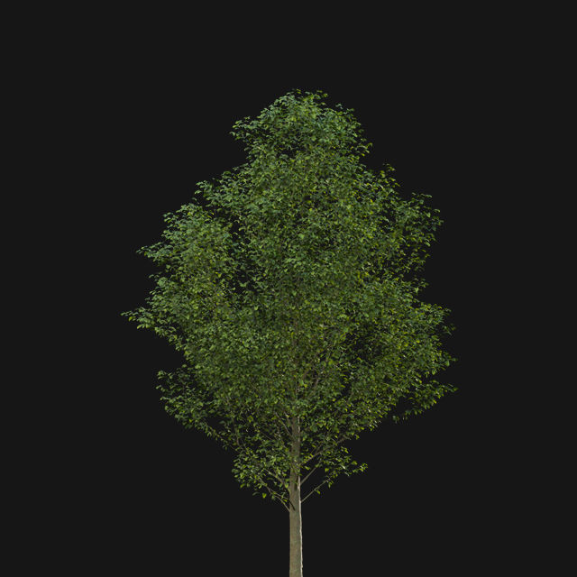 Bundle 14 -The Savills and David Harber Garden 3D model_76