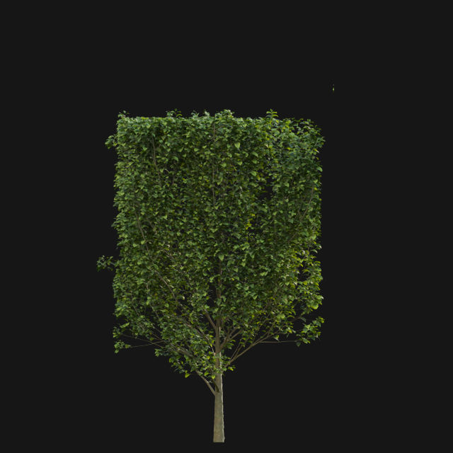 Bundle 14 -The Savills and David Harber Garden 3D model_74