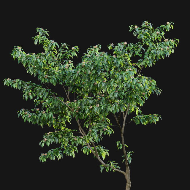 Bundle 14 -The Savills and David Harber Garden 3D model_101