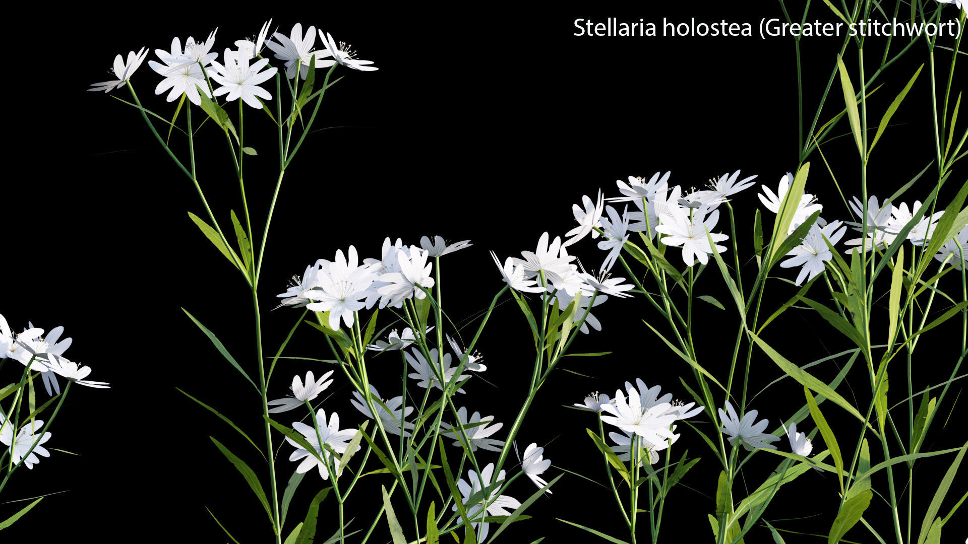 Bundle 14 -The Savills and David Harber Garden 3D model_33