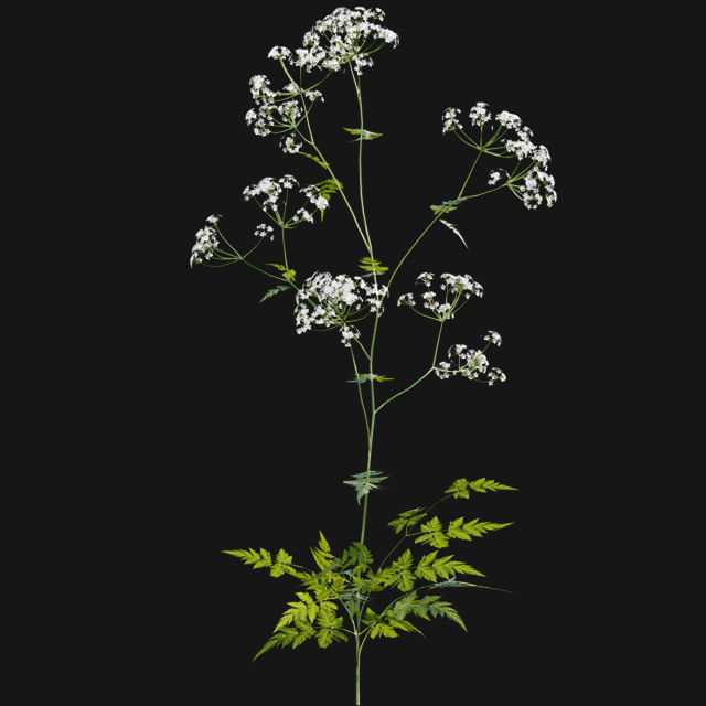 Bundle 14 -The Savills and David Harber Garden 3D model_48