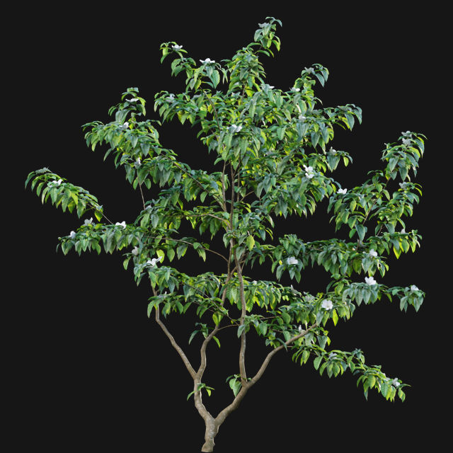 Bundle 14 -The Savills and David Harber Garden 3D model_100