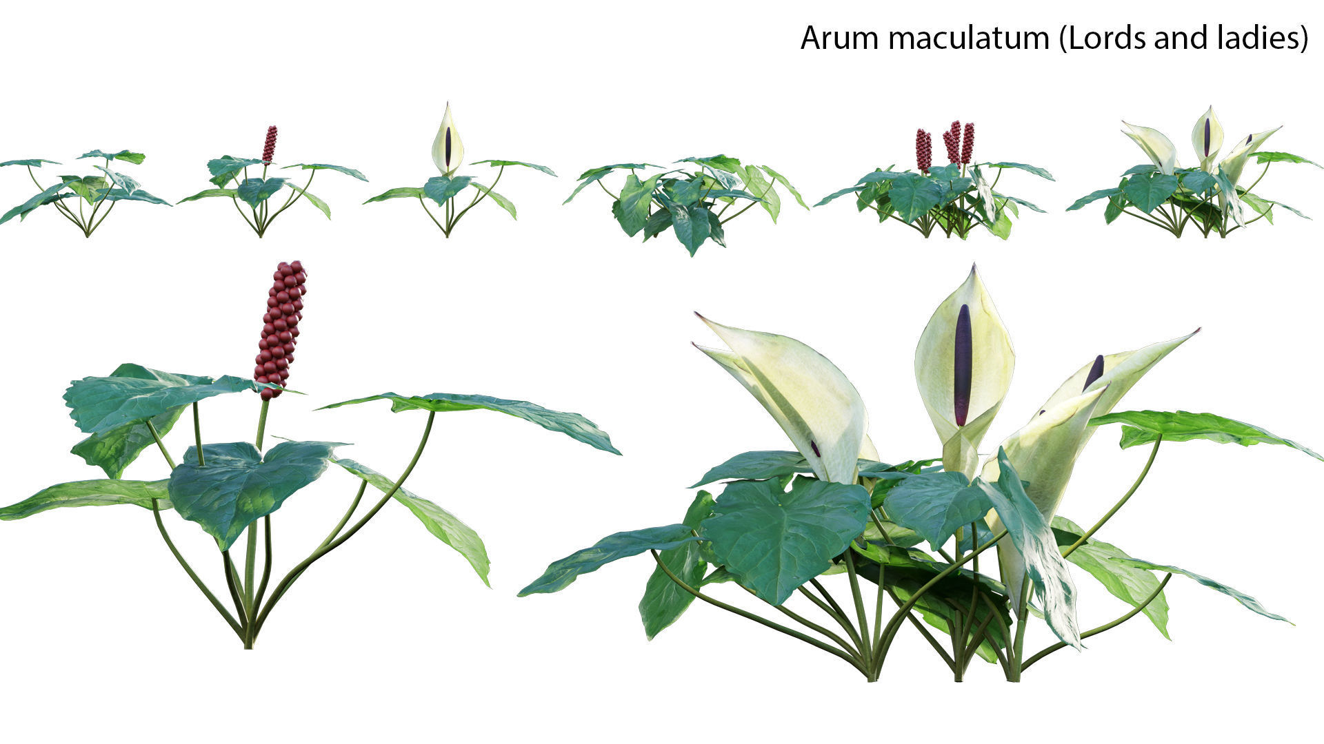 Bundle 14 -The Savills and David Harber Garden 3D model_11