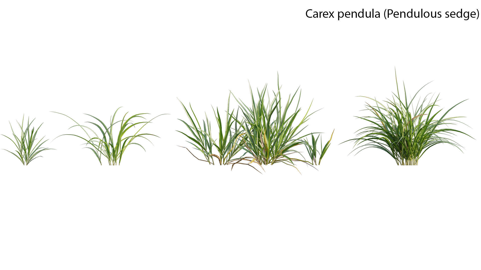 Bundle 14 -The Savills and David Harber Garden 3D model_15