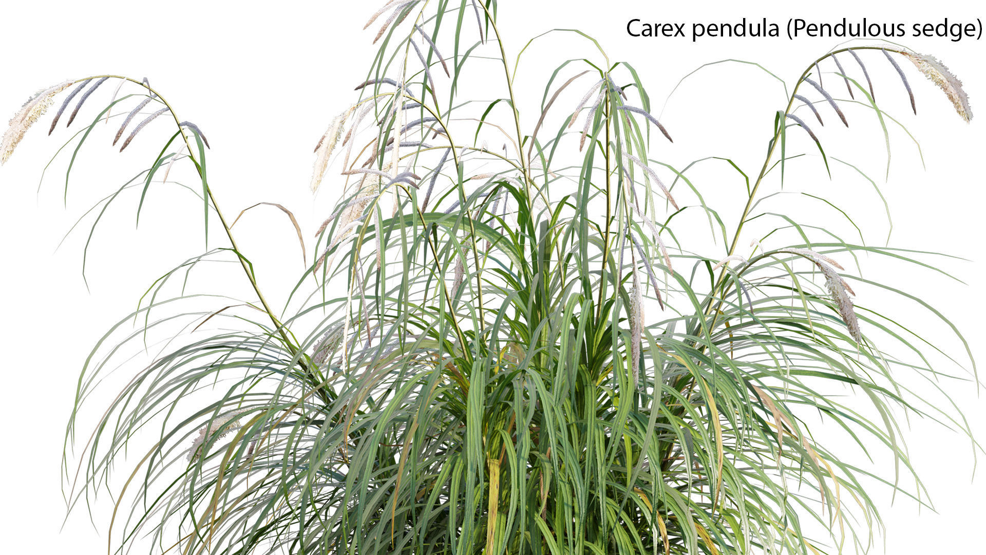 Bundle 14 -The Savills and David Harber Garden 3D model_18