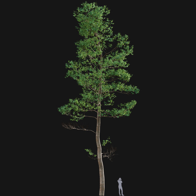 Bundle 14 -The Savills and David Harber Garden 3D model_41