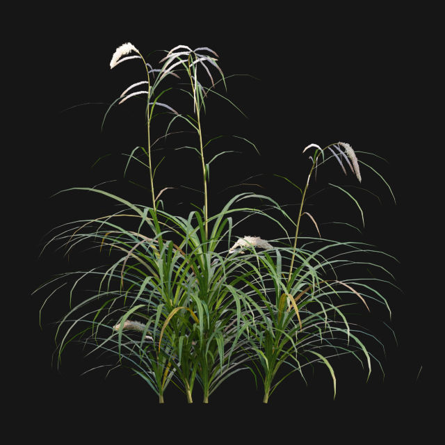 Bundle 14 -The Savills and David Harber Garden 3D model_70